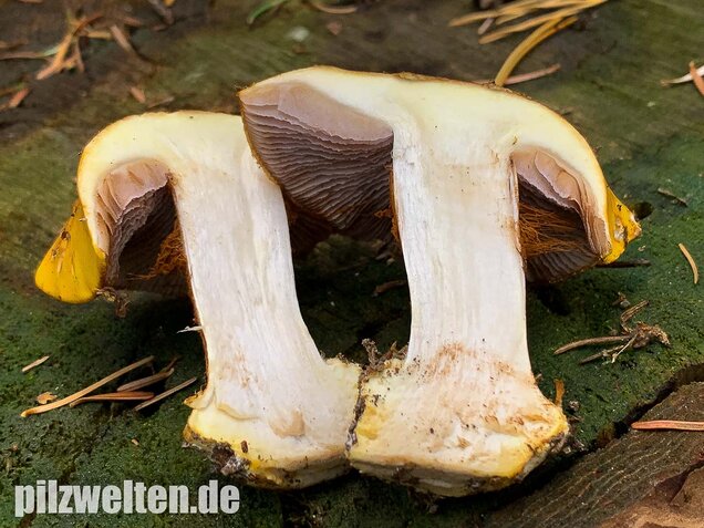 Blaublättriger Klumpfuß, Cortinarius callochrous