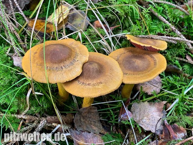 Blutblättriger Hautkopf, Cortinarius semisanguineus