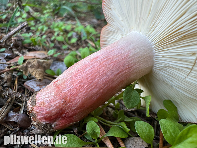 Blutroter Täubling, Bluttäubling, Russula sanguinaria
