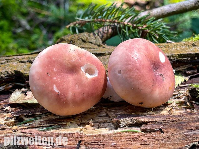 Speisetäubling, Russula vesca
