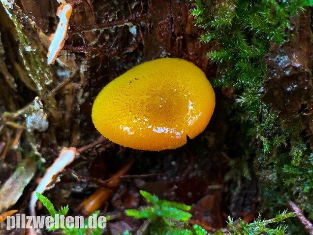Goldgelber Holzritterling, Tricholomopsis decora
