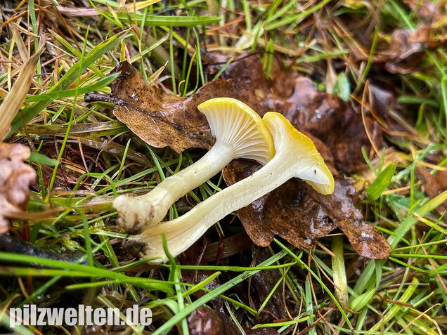 Gelber Lärchenschneckling, Hygrophorus lucorum