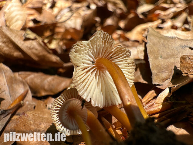 Gelbstieliger Nitrathelmling, Gelbfüßiger Nitrosehelmling, Mycena renati