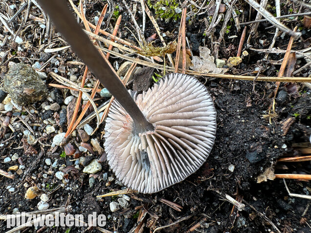Gesägter Rötling, Entoloma serrulatum