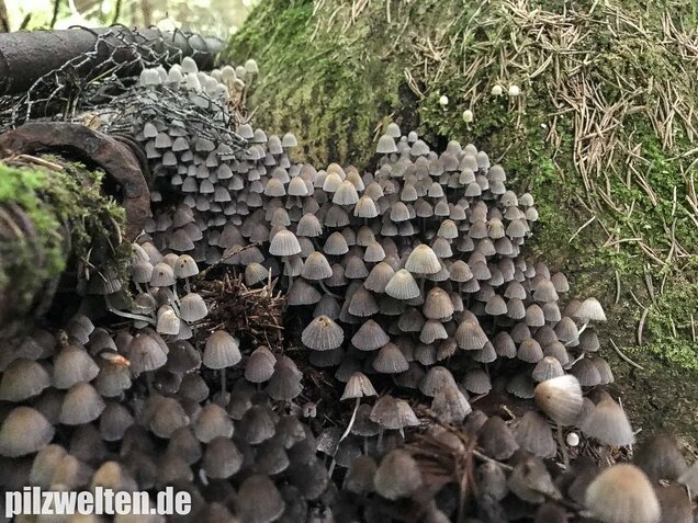 Gesäter Tintling, Coprinellus disseminatus