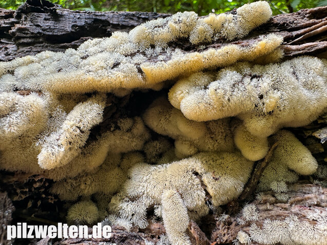 Geweihförmiger Schleimpilz, Ceratiomyxa fruticulosa
