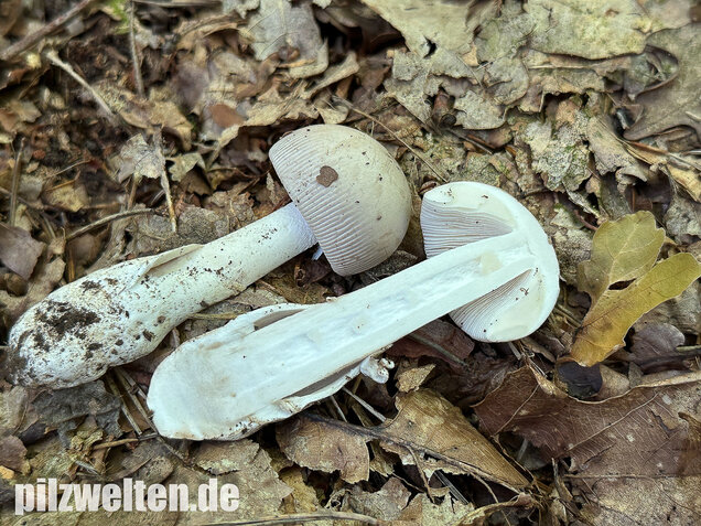 Grauer Scheidenstreifling, Amanita vaginata