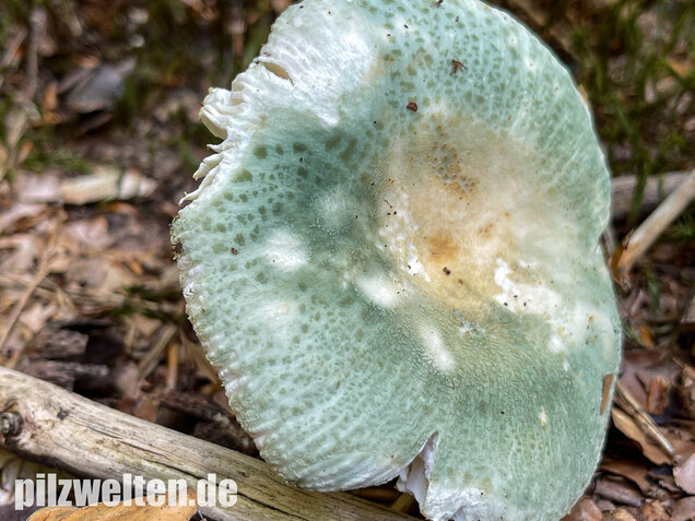 Grüngefelderter Täubling, Russula virescens