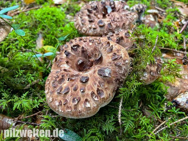 Habichtspilz, Sarcodon imbricatus