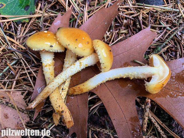 Hochthronender Schüppling, Pholiota limonella