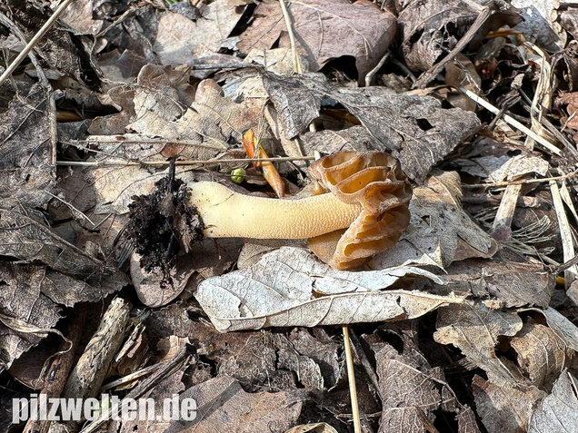 Käppchenmorchel, Morchella semilibera
