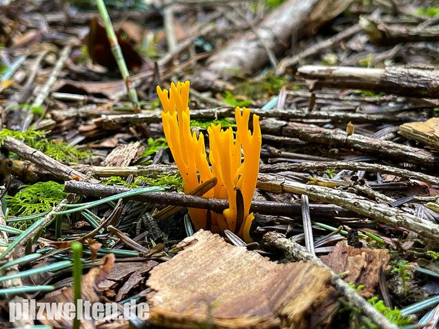 Klebriger Hörnling, Ziegenbart, Zwergerlfeuer, Calocera viscosa