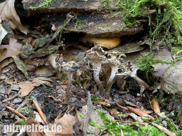Krause Kraterelle, Craterellus undulatus