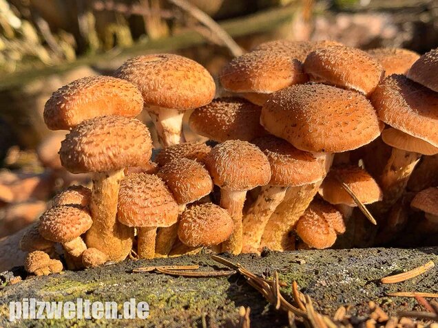 Nadelholzhallimasch, Armillaria ostoyae