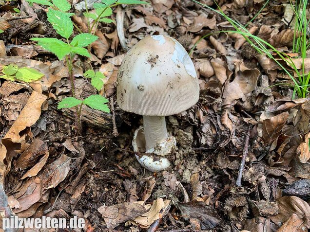 Ockergrauer Scheidenstreifling, Amanita lividopallescens