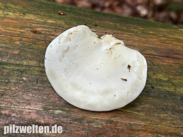 Ohrförmiger Seitling, Pleurocybella porrigens