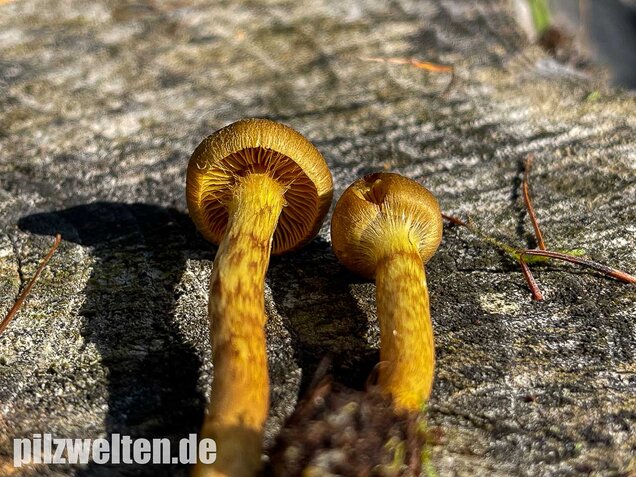 Orangefüssiger Hautkopf, Cortinarius bataillei