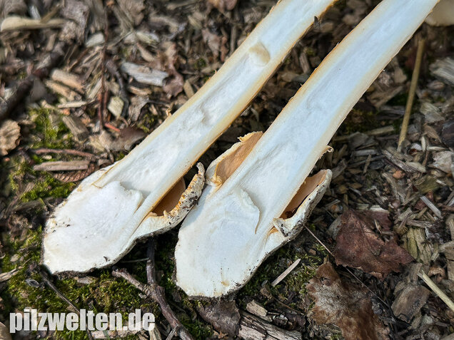 Orangegelber Scheidenstreifling, Amanita crocea