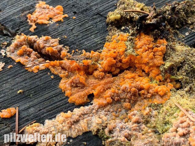 Orangeroter Kammpilz, Phlebia radiata