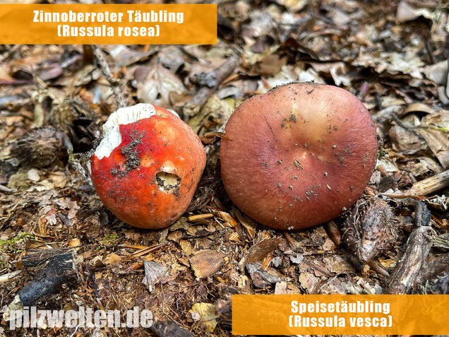 Zinnoberroter Täubling, Harter Zinnobertäubling, Russula rosea