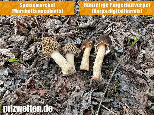 Runzelige Fingerhutverpel, Verpa digitaliformis