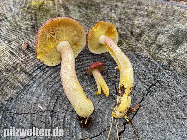 Purpurfilziger Holzritterling, Tricholomopsis rutilans