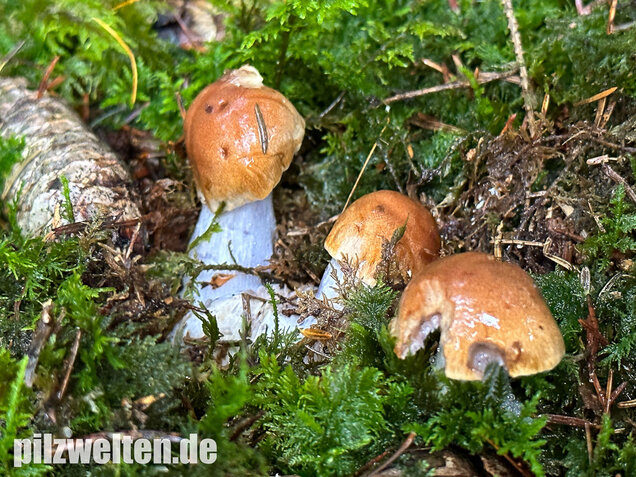 Purpurfleckender Klumpfuß, Thaxterogaster purpurascens