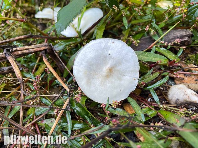 Raustielweichritterling, Melanoleuca verrucipes
