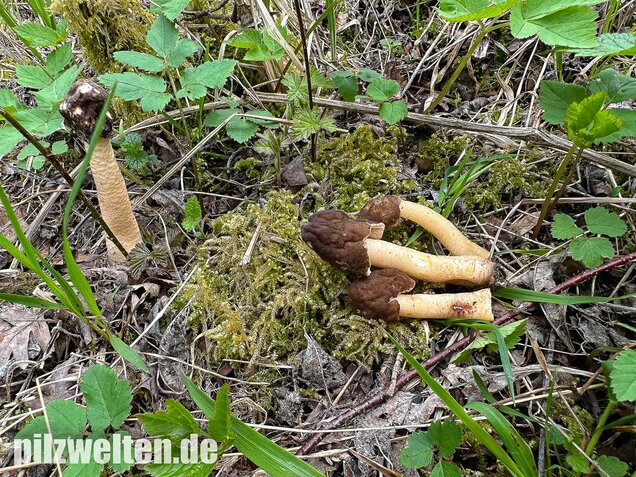 Runzelige Fingerhutverpel, Verpa digitaliformis