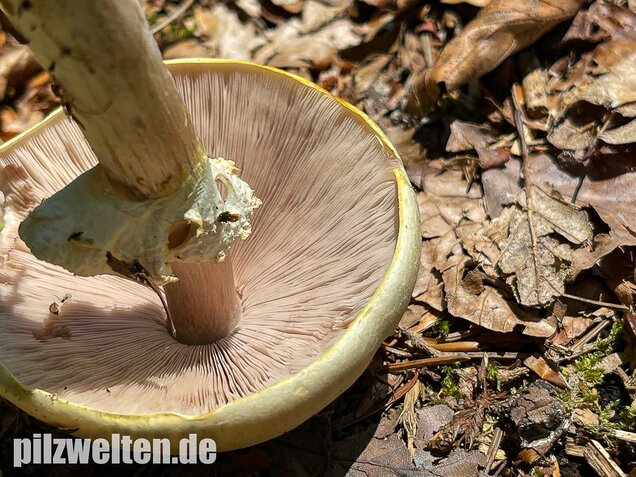 Schiefknolliger Anischampignon, Agaricus essettei