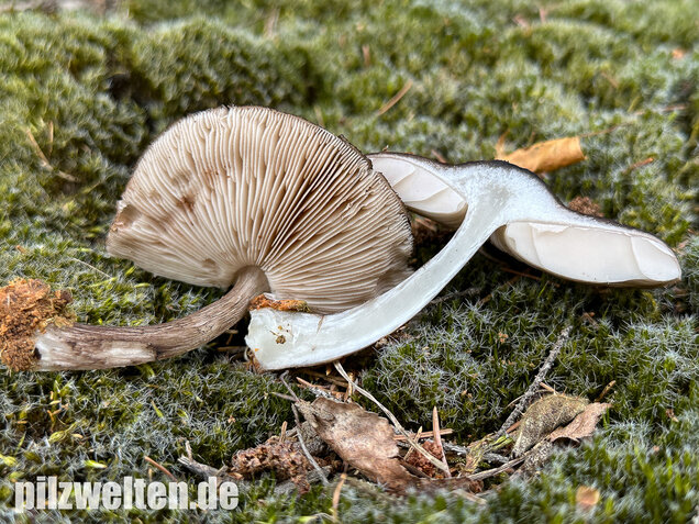 Schwarzschneidiger Dachpilz, Pluteus atromarginatus