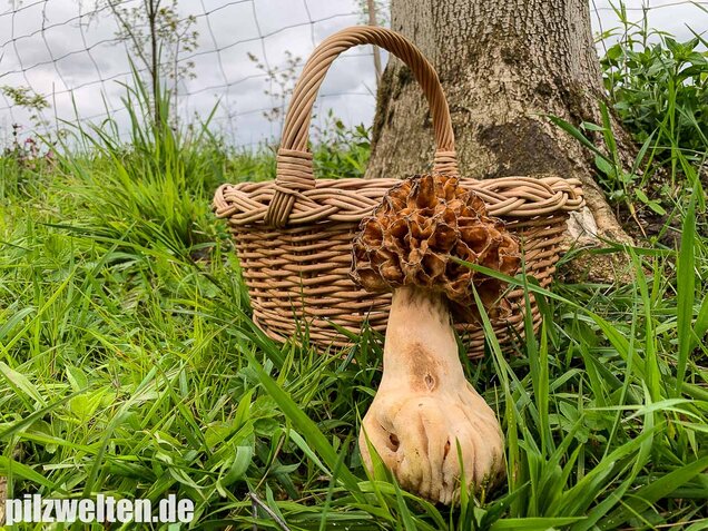 Speisemorchel, Morchella esculenta