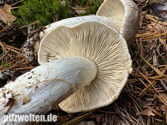 Tigerritterling, Tricholoma pardinum