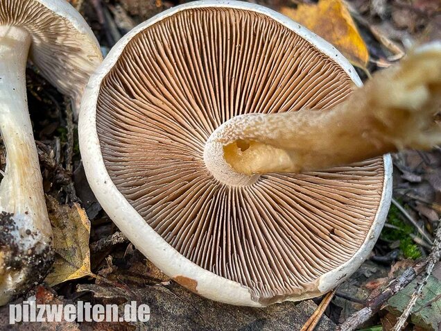 Tonblasser Fälbling, Hebeloma crustuliniforme