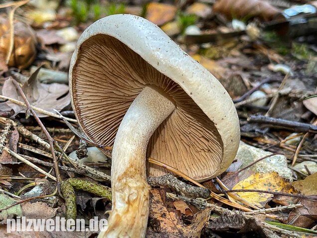 Tonblasser Fälbling, Hebeloma crustuliniforme