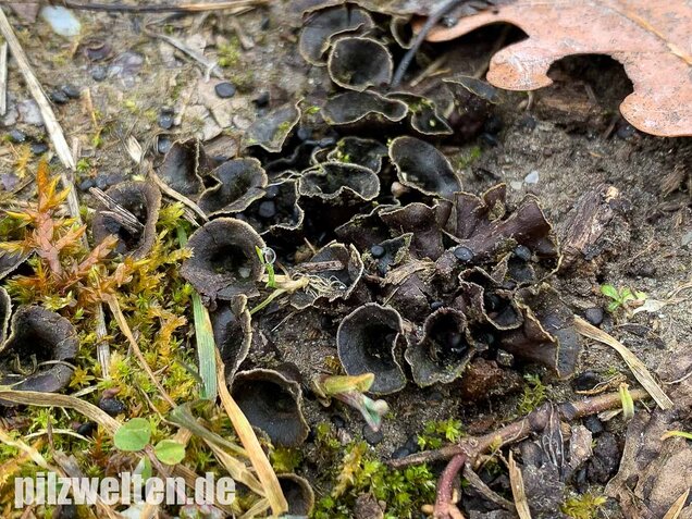Topfteuerling, Cyathus olla