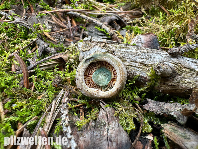 Wechselblauer Edelreizker, Lactarius quieticolor