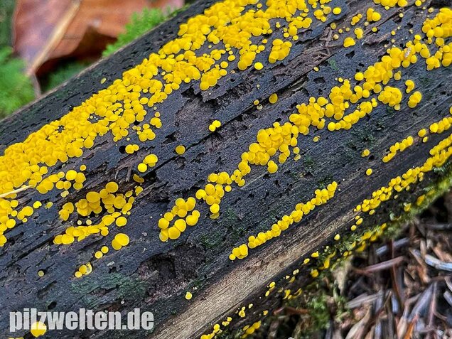 Zitronengelber Reisigbecherling, Calycina citrina