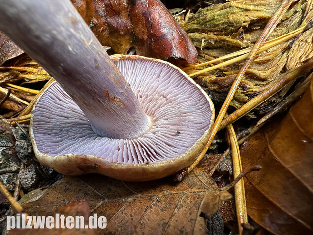 Zyanblättriger Klumpfuß, Cyanblättriger Klumpfuss, Thaxterogaster fulvo-ochrascens