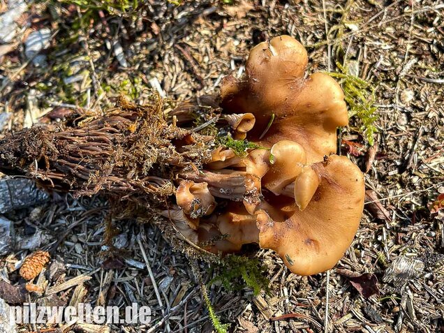 Aniszähling, Lentinellus cochleatus