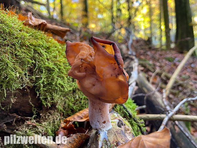 Bischofsmütze, Gyromitra infula