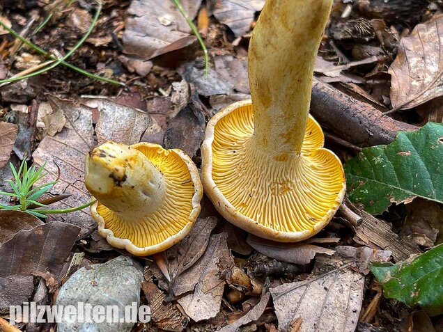 Blasser Pfifferling, Cantharellus pallens