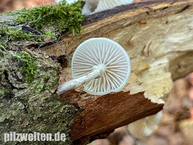 Buchenschleimrübling, Mucidula mucida