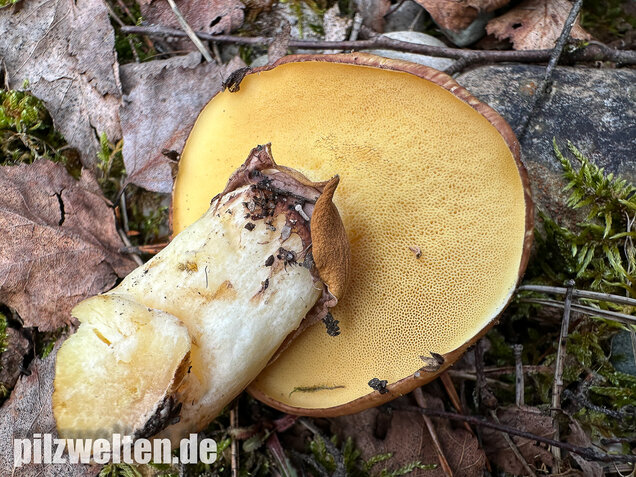 Butterpilz, Butterröhrling, Suillus luteus