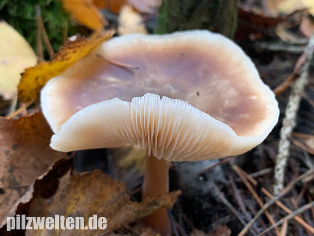 Butterrübling, Rhodocollybia butyracea