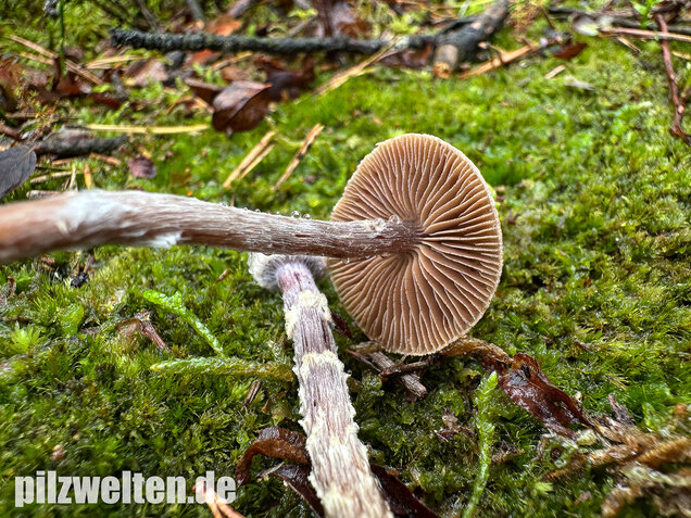 Duftender Gürtelfuß, Pelargoniengürtelfuß, Cortinarius flexipes