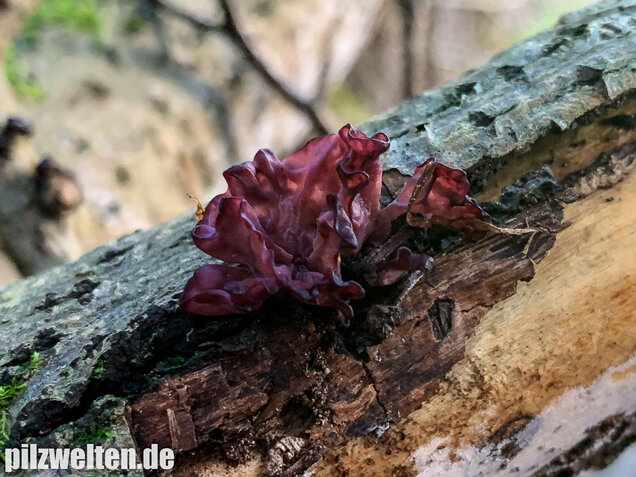 Fleischroter Gallertbecher, Ascocoryne sarcoides