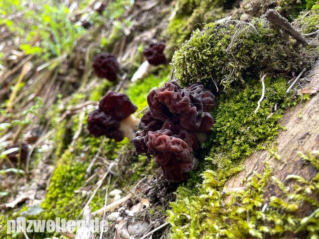 Frühjahrslorchel, Giftlorchel, Gyromitra esculenta