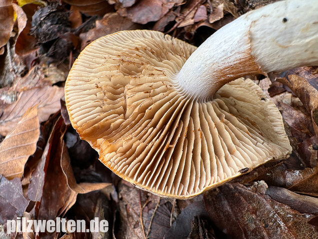 Fuchsigbrauner Schleimkopf, Phlegmacium vulpinum