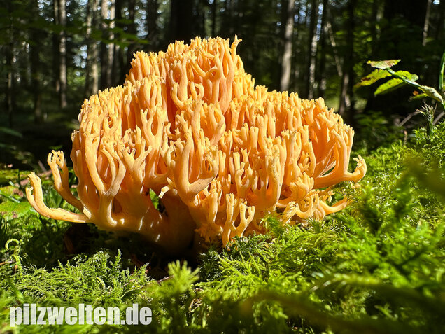 Gebirgskoralle, Largents Korallenpilz, Ramaria largentii